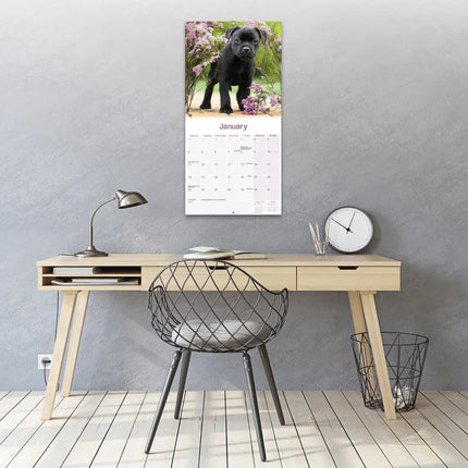 Avonside Staffordshire Bull Terrier Puppies Kalender 2027