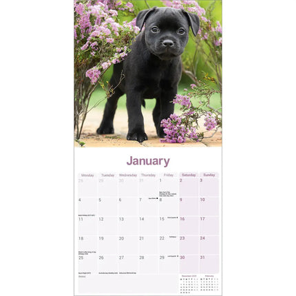 Avonside Staffordshire Bull Terrier Puppies Kalender 2027