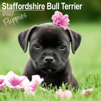 Avonside Staffordshire Bull Terrier Puppies Kalender 2027