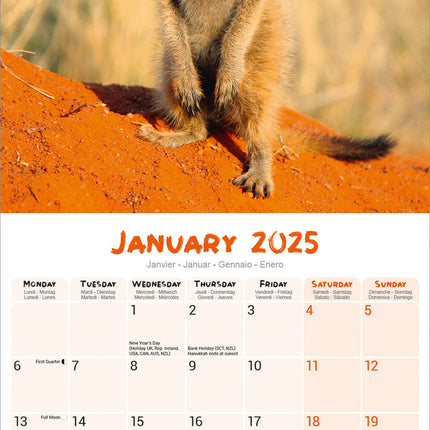 Avonside Stokstaartjes Kalender 2025