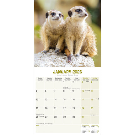 Avonside Stokstaartjes Kalender 2026