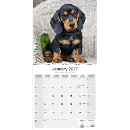 Avonside Teckel Kalender 2027