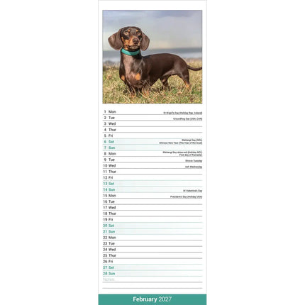 Avonside Teckel Kalender 2027 Slimline