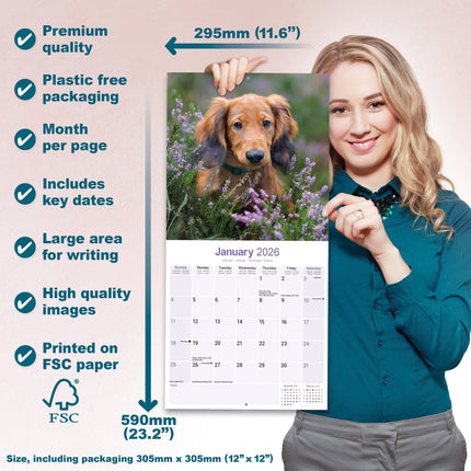 Avonside Teckel Langhaar Kalender 2026