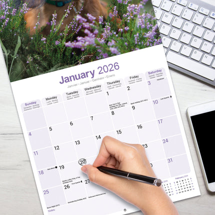 Avonside Teckel Langhaar Kalender 2026