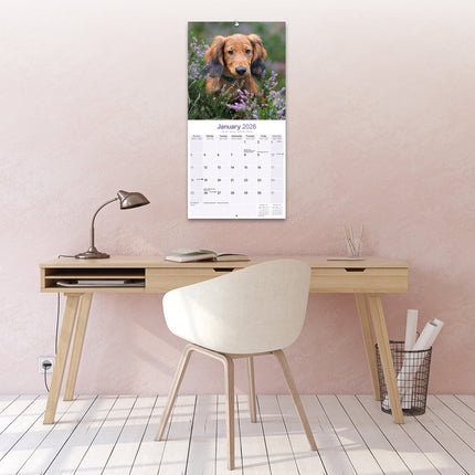 Avonside Teckel Langhaar Kalender 2026