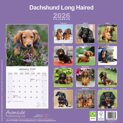 Avonside Teckel Langhaar Kalender 2026