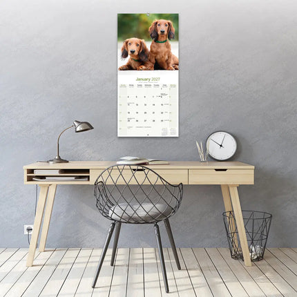 Avonside Teckel Langhaar Kalender 2027
