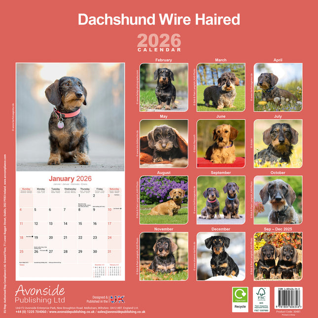 Avonside Teckel Ruwhaar Kalender 2026