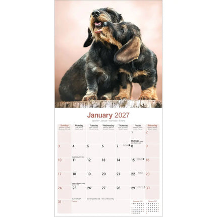 Avonside Teckel Ruwhaar Kalender 2027