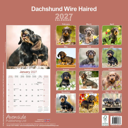 Avonside Teckel Ruwhaar Kalender 2027