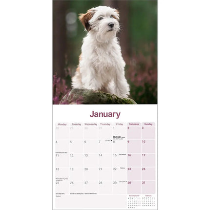 Avonside Tibetaanse Terrier Kalender 2027
