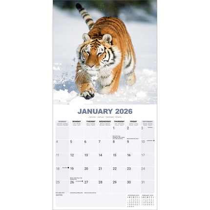 Avonside Tijger Kalender 2026