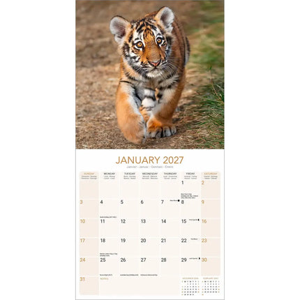 Avonside Tijger Kalender 2027