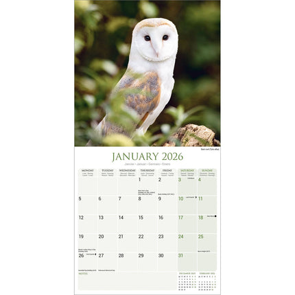 Avonside Uilen Kalender 2026