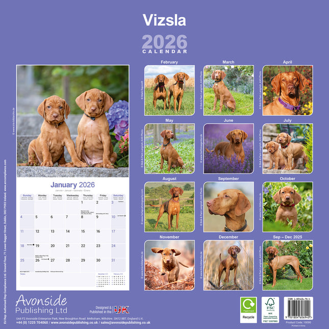 Avonside Vizsla Kalender 2026