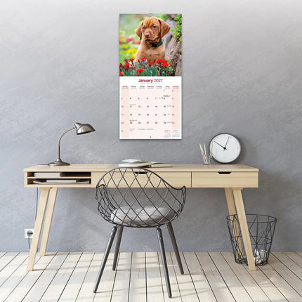 Avonside Vizsla Kalender 2027