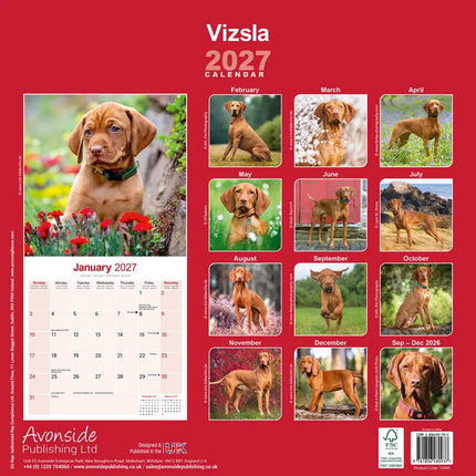Avonside Vizsla Kalender 2027
