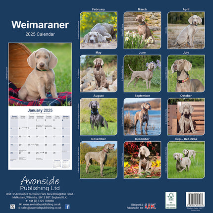 Avonside Weimaraner Kalender 2025