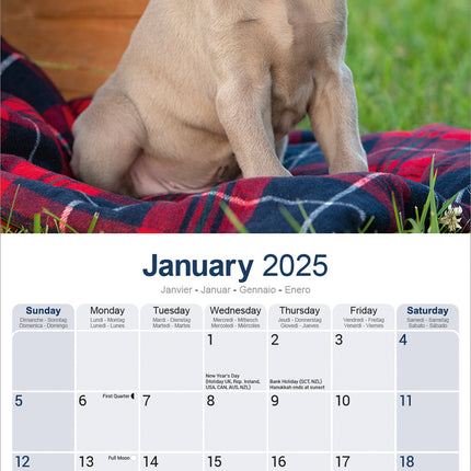 Avonside Weimaraner Kalender 2025