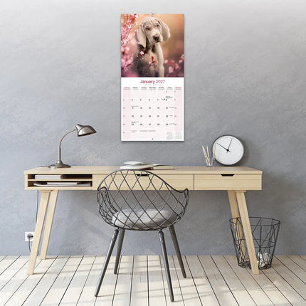 Avonside Weimaraner Kalender 2027