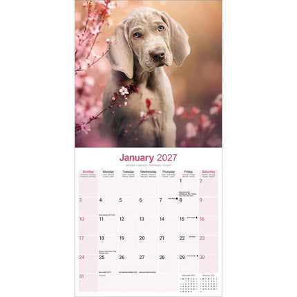 Avonside Weimaraner Kalender 2027