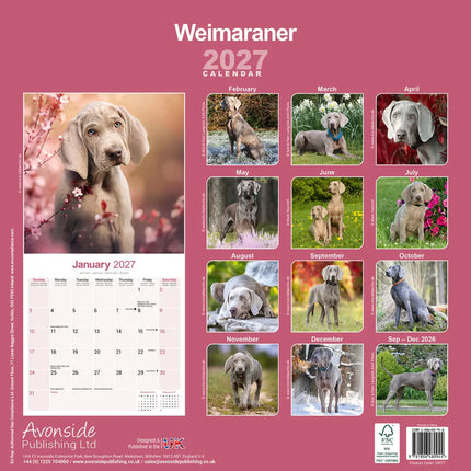 Avonside Weimaraner Kalender 2027
