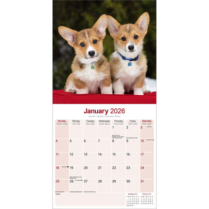 Avonside Welsh Corgi Kalender 2026