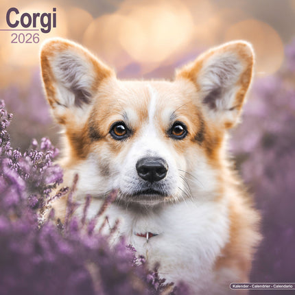 Avonside Welsh Corgi Kalender 2026