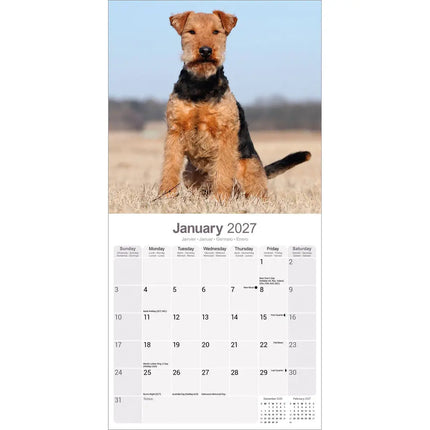 Avonside Welsh Terrier Kalender 2027