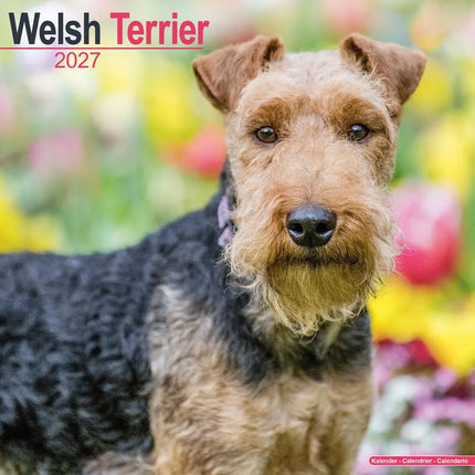 Avonside Welsh Terrier Kalender 2027
