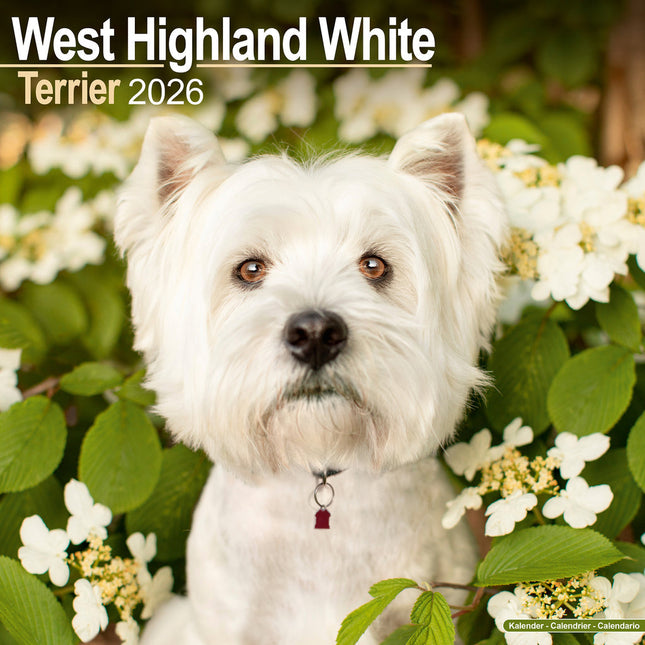 Avonside West Highland White Terrier Kalender 2026