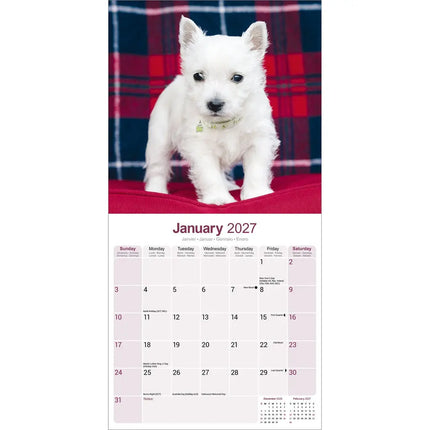 Avonside West Highland White Terrier Kalender 2027