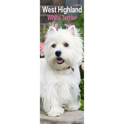 Avonside West Highland White Terrier Kalender 2027 Slimline