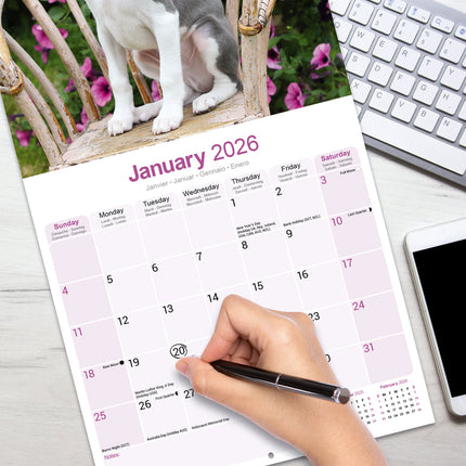 Avonside Whippet Kalender 2026