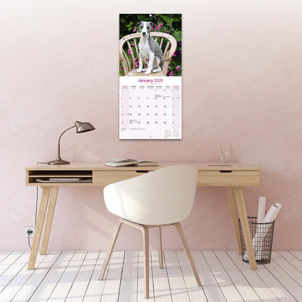 Avonside Whippet Kalender 2026