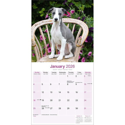 Avonside Whippet Kalender 2026