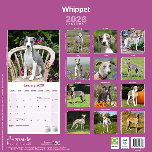 Avonside Whippet Kalender 2026