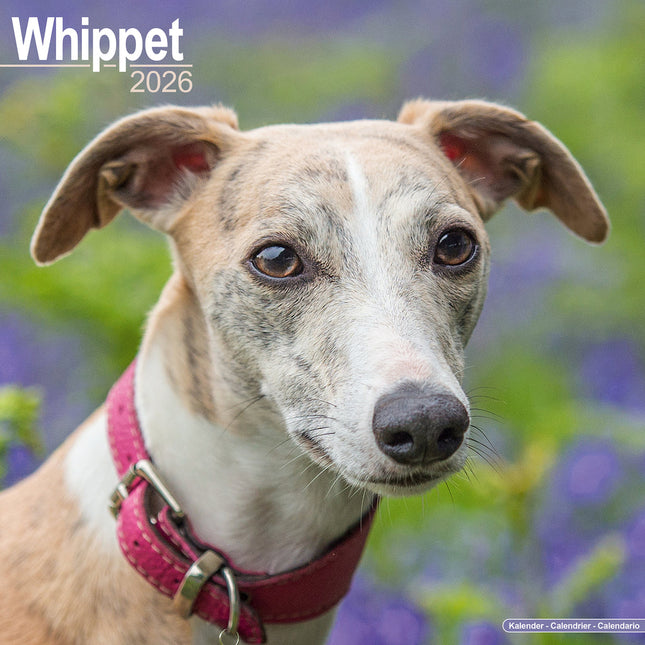 Avonside Whippet Kalender 2026