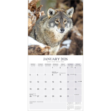 Avonside Wolven Kalender 2026