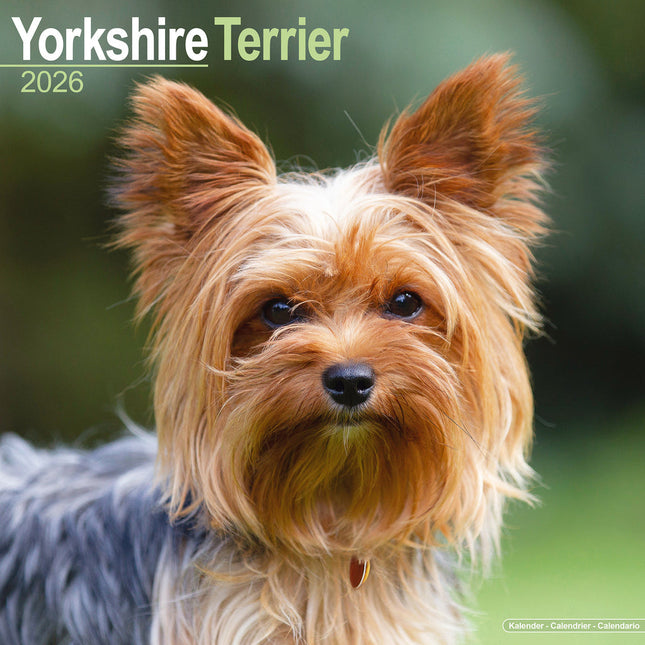 Avonside Yorkshire Terrier Kalender 2026