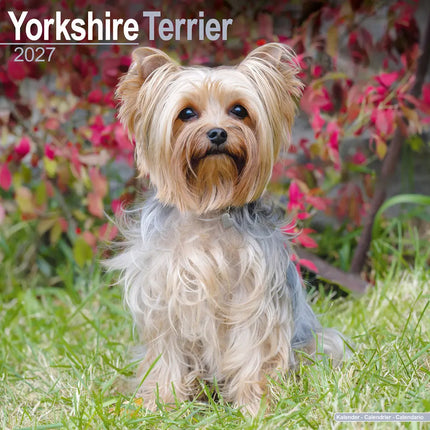 Avonside Yorkshire Terrier Kalender 2027
