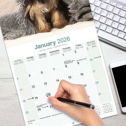 Avonside Yorkshire Terrier Puppies Kalender 2026