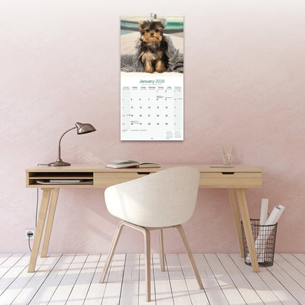Avonside Yorkshire Terrier Puppies Kalender 2026