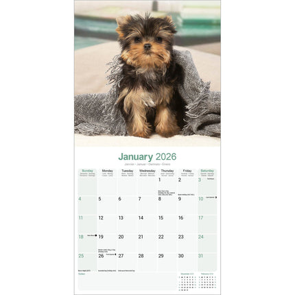 Avonside Yorkshire Terrier Puppies Kalender 2026