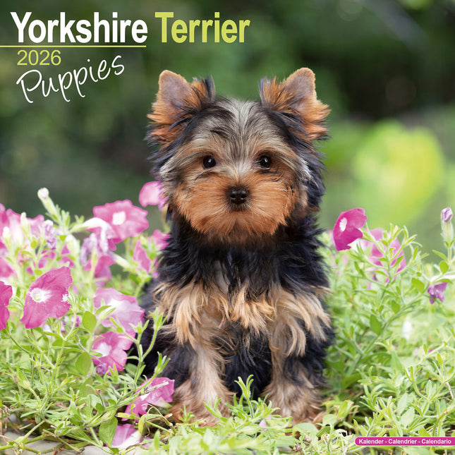 Avonside Yorkshire Terrier Puppies Kalender 2026