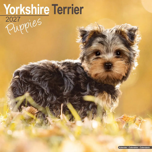 Avonside Yorkshire Terrier Puppies Kalender 2027