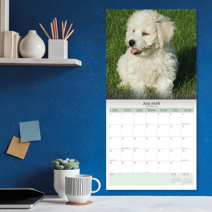 Baker & Bray Bichon Frise Kalender 2026