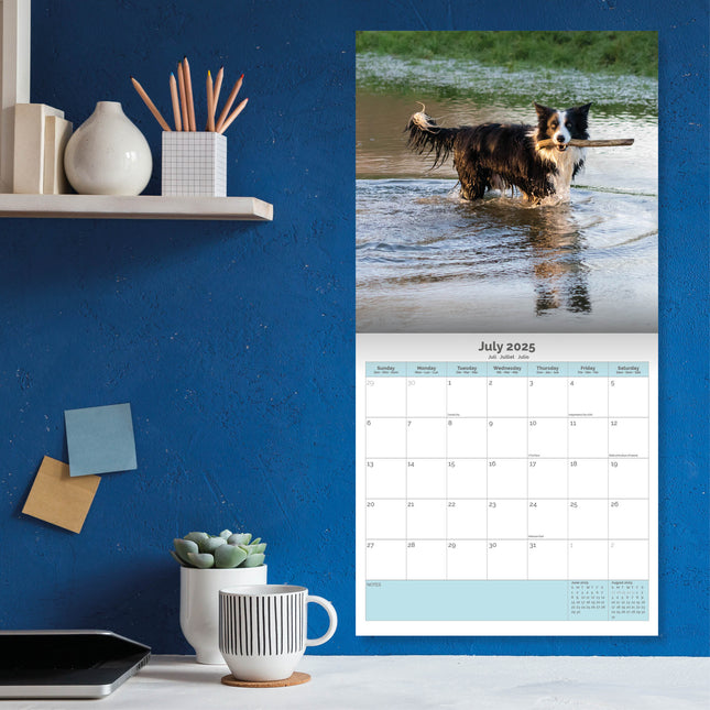 Baker & Bray Border Collie Kalender 2025