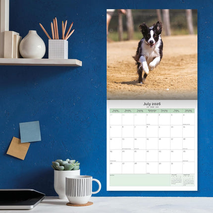 Baker & Bray Border Collie Kalender 2026